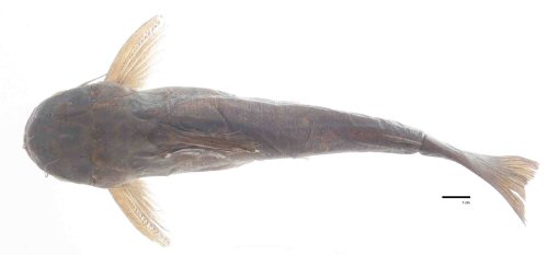 Trachelyopterus peloichthys = Holotype-dorsal view