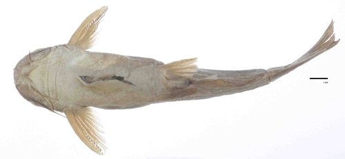 Trachelyopterus peloichthys = Holotype-ventral view