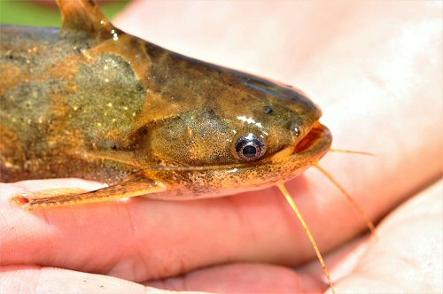 Trachelyopterus teaguei = head view