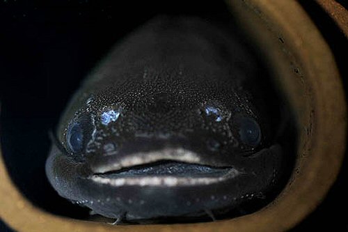 Trachycorystes trachycorystes = View of large mouth