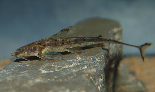 Trachyglanis ineac