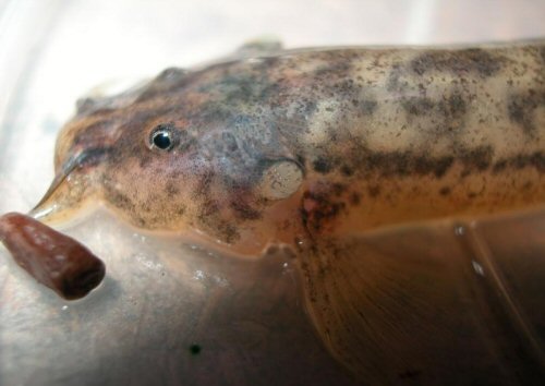 Trichomycterus alternatus = head view