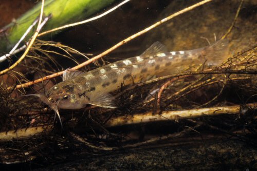 Trichomycterus auroguttatus = Brazil, Maringá, Rio Preto, Bocaina de Minas 