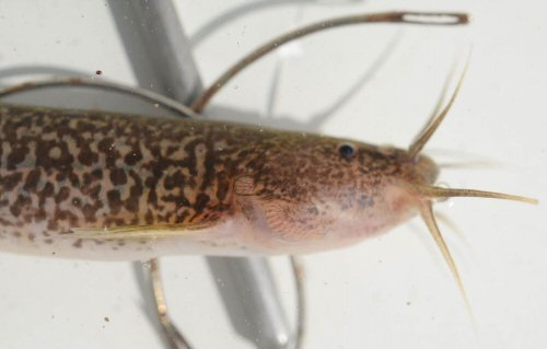 Trichomycterus brasiliensis = Head view - small trib Paraopeba (upper Säo Francisco), 20°26'41.9"S, 43°59'22.2"W