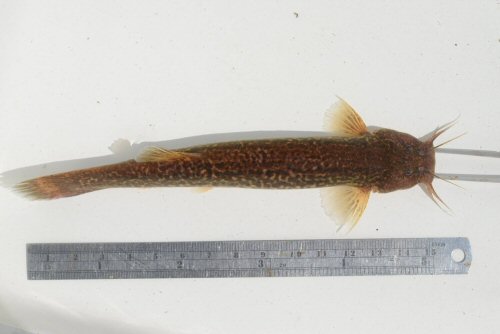 Trichomycterus brasiliensis = Dorsal view - small trib Paraopeba (upper Säo Francisco), 20°26'41.9"S, 43°59'22.2"W