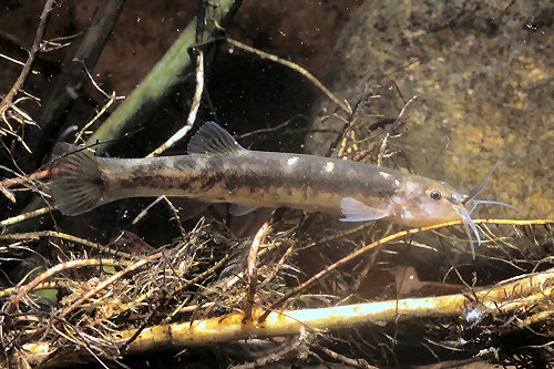 Trichomycterus immaculatus = Brazil, Maringá, Rio Preto, Bocaina de Minas