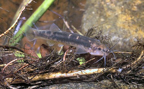 Trichomycterus immaculatus = Brazil, Maringá, Rio Preto, Bocaina de Minas