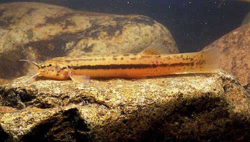 Trichomycterus itatiayae = Brazil, Bonito River, Itatiaia, Rio de Janeiro