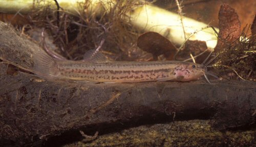 Trichomycterus mirissumba = Brazil, Maringá, Rio Preto, Bocaina de Minas