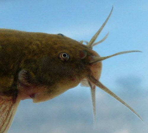 Trichomycterus spegazzinii - head view