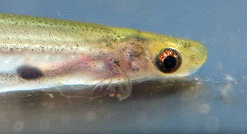 Tridentopsis brevis - head view