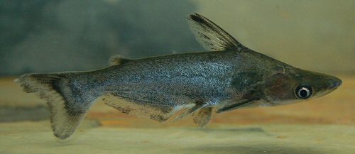 Tympanopleura atronasus