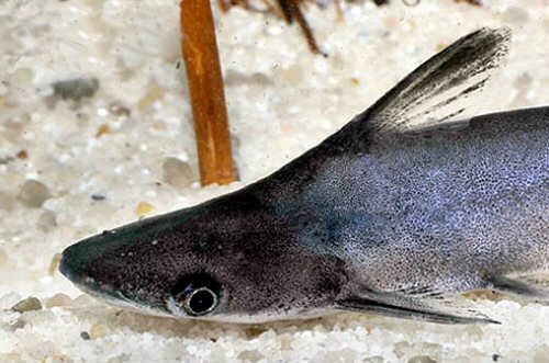 Tympanopleura cryptica = head view