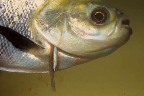 Vandellia cirrhosa = Feeding on blood in the gill chambers of larger species