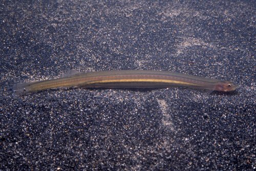 Vandellia sanguinea