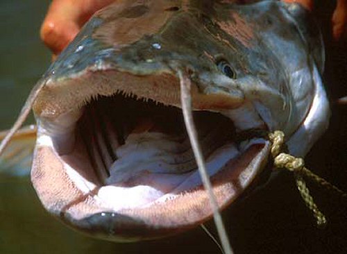 Wallago attu = view of mouth