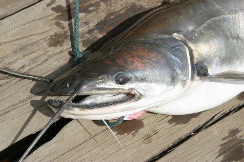 Wallago attu = close up of head