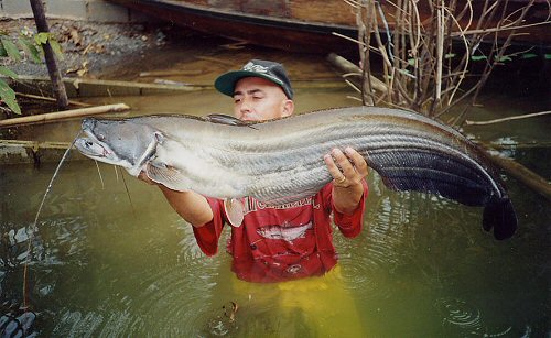 Wallago attu = Caught by Image contributor; Jean-Francois Helias