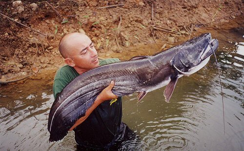 Wallago attu = Caught by Image contributor; Jean-Francois Helias