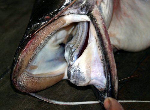 Wallago attu = showing mouth