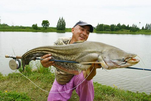 Wallagonia leerii = Caught by Jean-Francois Helias in Ratchaburi, Thailand. Sept.21st.2008