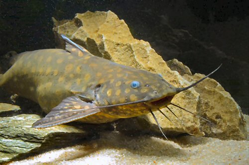 Wertheimeria maculata = head view