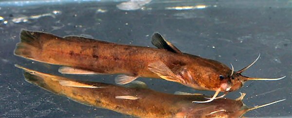 Xiurenbagrus xiurenensis