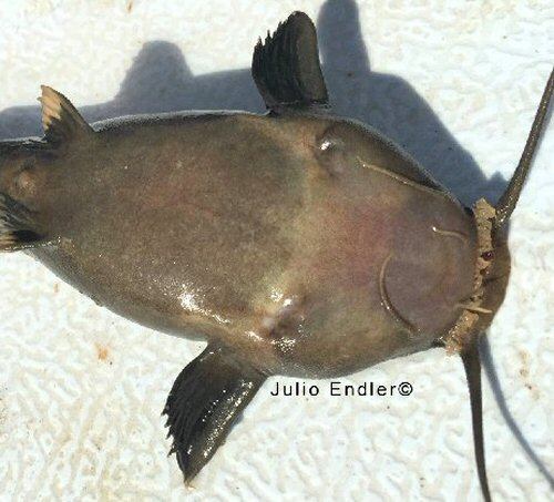 Xyliphius barbatus - head view