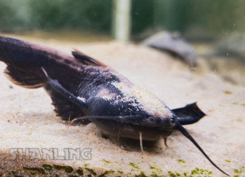 Xyliphius melanopterus = head view