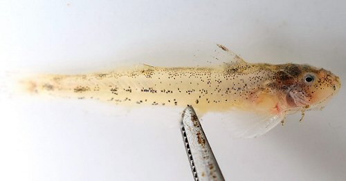 Zaireichthys pallidus - From the Chobe Rapids at the recreational Centre in Kasane, Botswana