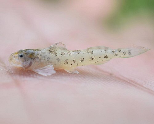 Zaireichthys pallidus - From the Chobe Rapids at the recreational Centre in Kasane, Botswana 