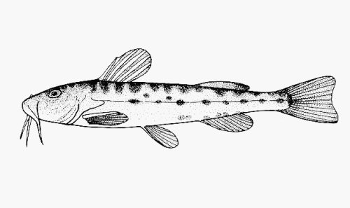 Zaireichthys rotundiceps = Lateral view-line drawing