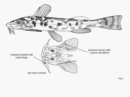 Zaireichthys rotundiceps = Line drawing-lateral and dorsal head view