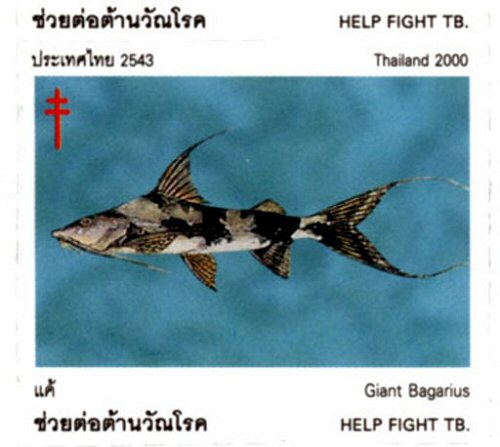 Catfish Stamp = Bagarius lica