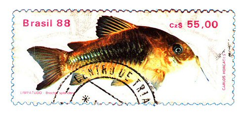 Catfish Stamp = Osteogaster aenea