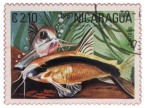 Hoplisoma granti = stamp