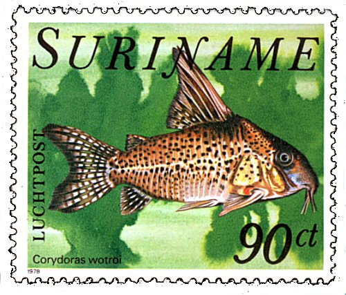 Hoplisoma brevirostre = stamp