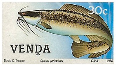 Catfish Stamp = Clarias gariepinus