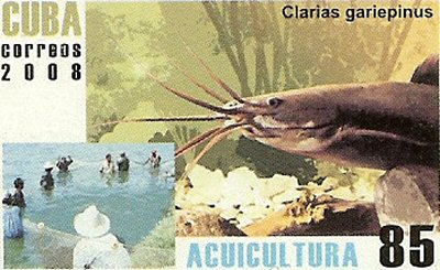 Catfish Stamps = Clarias gariepinus