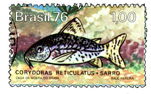 Catfish Stamp = Brochis sodalis