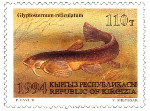 Catfish Stamp = Glyptosternon reticulatum