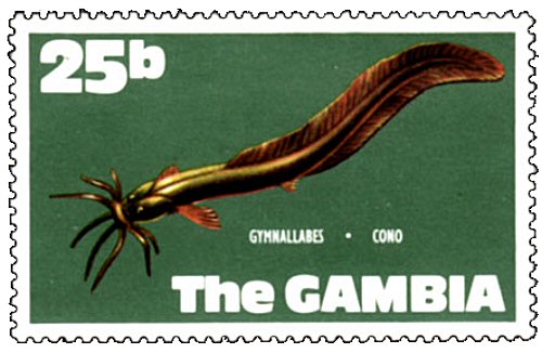 Catfish Stamp = Gymnallabes typus