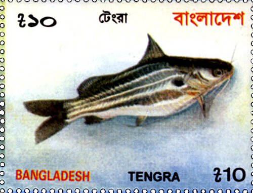 Catfish Stamp = Mystus vittatus