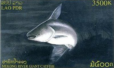 Catfish Stamp = Pangasianodon gigas