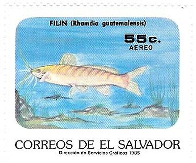 Catfish Stamp = Rhamdia quelen