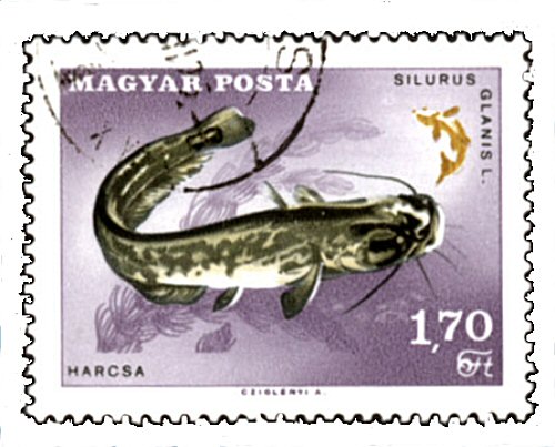 Catfish Stamp = Silurus glanis