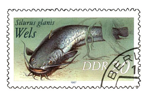 Catfish Stamp = Silurus glanis