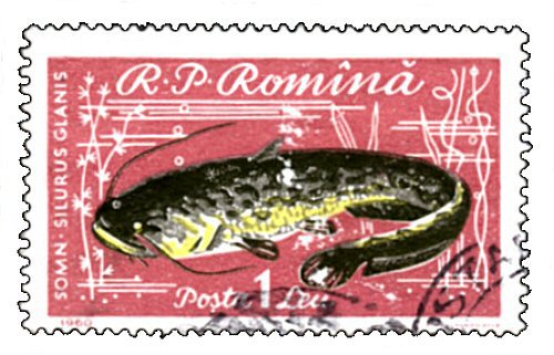 Catfish Stamp = Silurus glanis