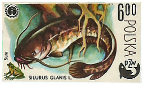 Catfish Stamp = Silurus glanis