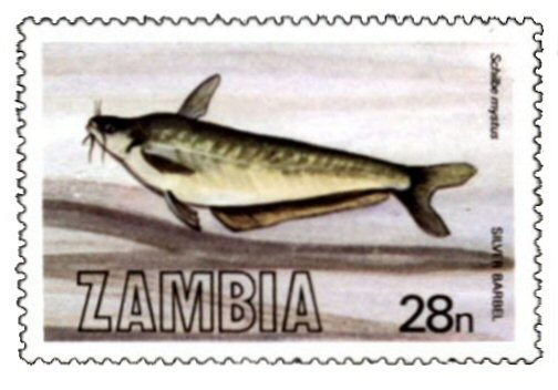 Catfish Stamp = Schilbe intermedius